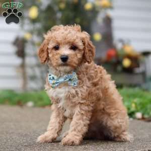 Rocky, Miniature Poodle Puppy